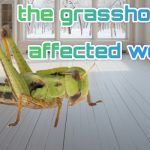 the grasshopper affected world
